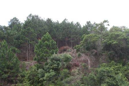 Terreno à venda, 22000m² - Foto 2